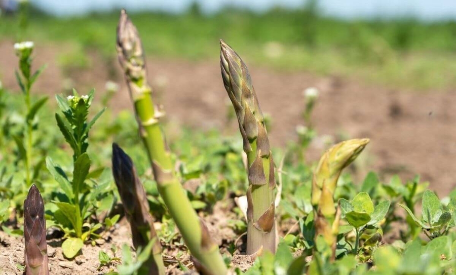 asparagi dell'orto